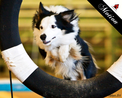 "Motion" first agility show